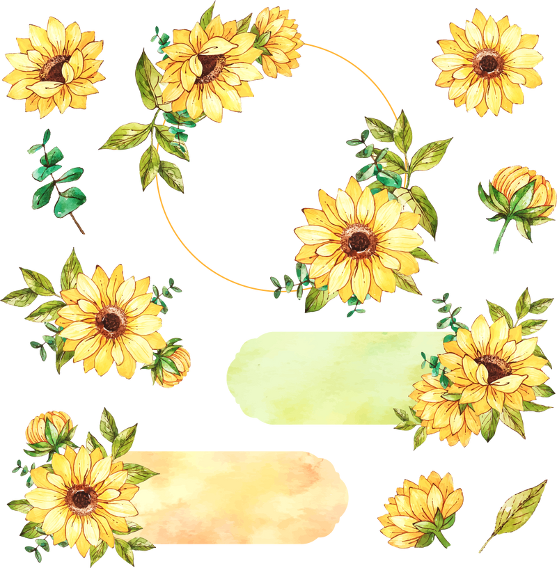 Premium Sunflowers Set PNG Clipart